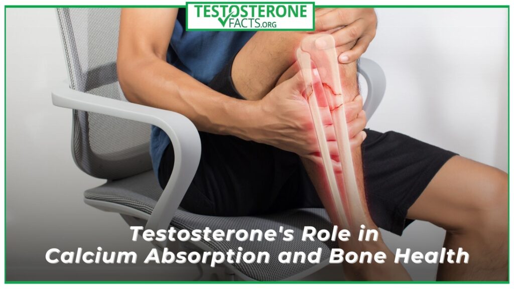 Testosterone's Role in Calcium Absorption and Bone Health