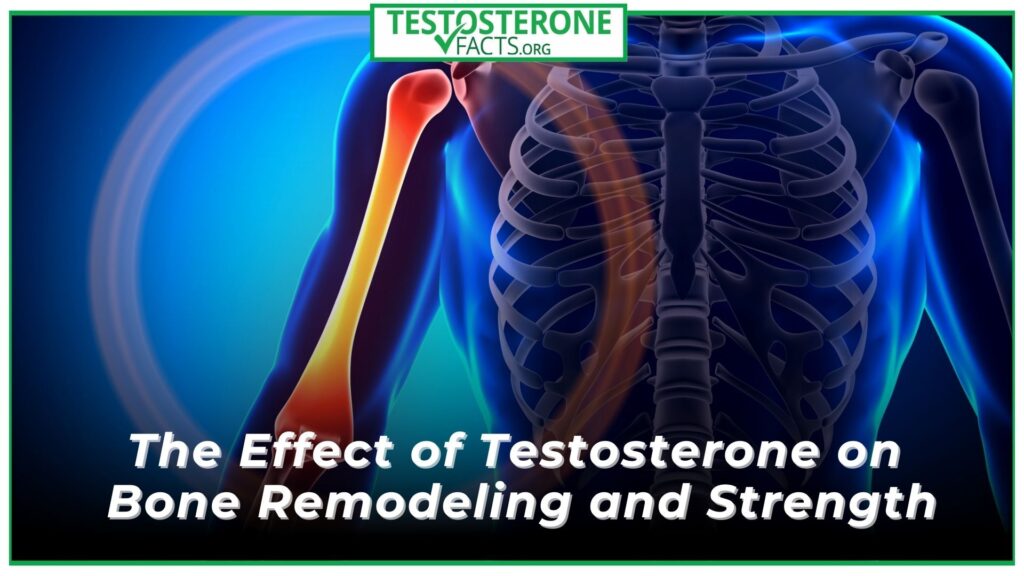 The Effect of Testosterone on Bone Remodeling and Strength