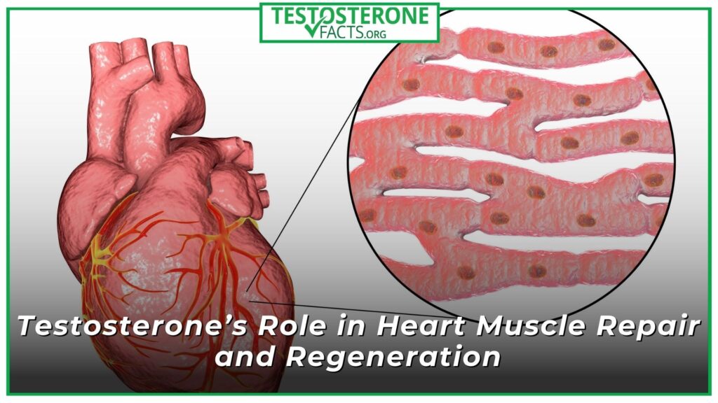 Testosterone’s Role in Heart Muscle Repair and Regeneration